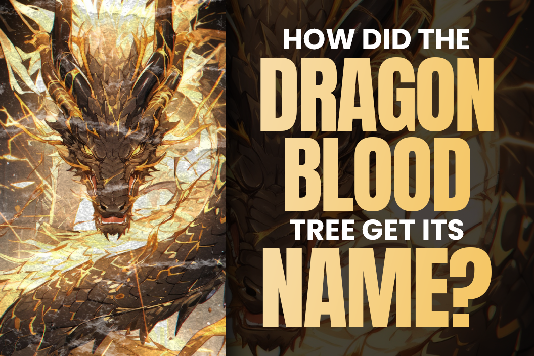 How did the dragon blood tree get its name